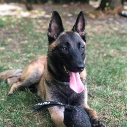 Malinois allevamento Valle Incantata