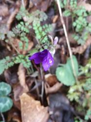 LAVANDULA
