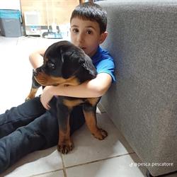 Allevamento di Casa Garau - Rottweiler