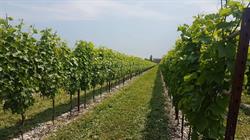 Azienda Agricola Il Saletto
