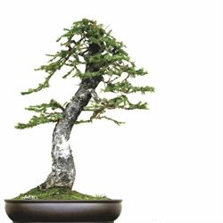 Vivaio Bonsai