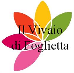 Il Vivaio Di Foglietta