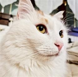 THE VOICE OF CATS