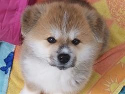Zaddiq Kennel - Allevamenti Akita ENCI FCI
