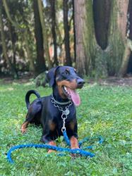Ambulatorio Veterinario Dr.ssa Paola Braglia