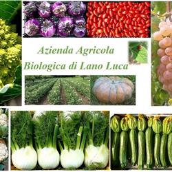 Lano Luca