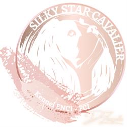 Silky Star Cavalier