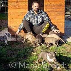 MAMEBREED - Allevamento Amstaff di Matteo Meneghello