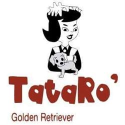 Allevamento Tatarò Golden Retriever
