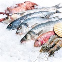 PESCHERIA YARI