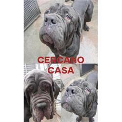 Canile di Cremona