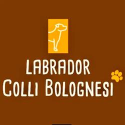 Allevamento Labrador Colli Bolognesi