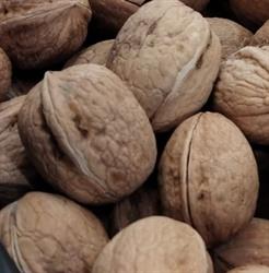 Colori E Sapori Alimentari Ortofrutta E Prodotti Tipici Campani