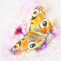 B & B Butterfly