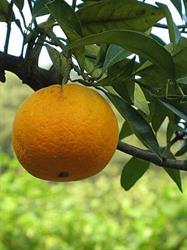 Pernambucco