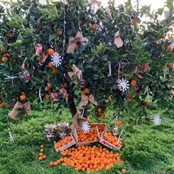 Arcoria Agricola Srl