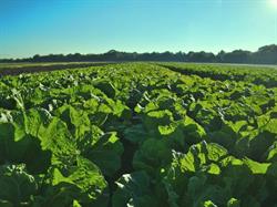 Agricerasa