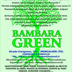 Bambara Green