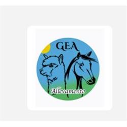 Gea Mini Mini Pony