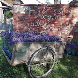 L'angolo delle viole