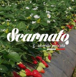 Azienda Agricola Scarnato