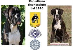 Boxer di Calamoresca