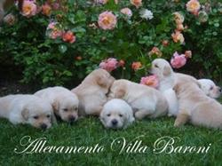 Allevamento Labrador Villa Baroni