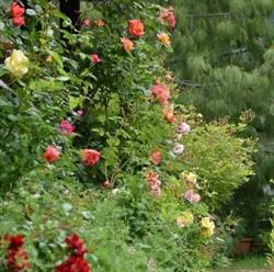 Orserose Chalet - Appartamenti vacanze