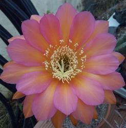 Punto e a Cactus
