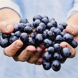 Alba Wine Tours