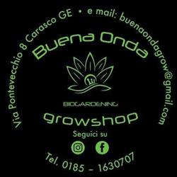 Buena Onda Growshop