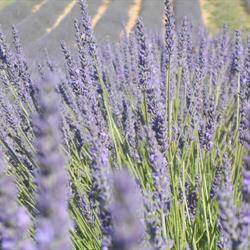 L' Erbavoglio fiori e piante di Franca Monferrato