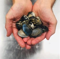 Salsi - Gastronomia di mare