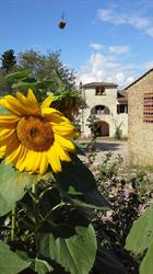 Fattoria Palaia
