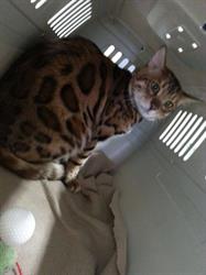 Forvet Ambulatorio Veterinario