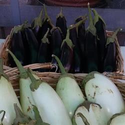Azienda Agricola Cappelletti