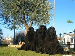 G&G Blackflowers- Allevamento Cane di Terranova