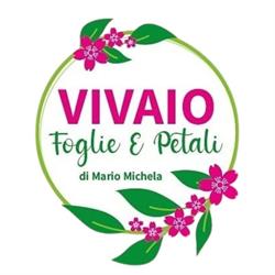 Foglie E Petali Vivaio