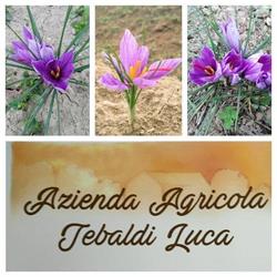 Azienda Agricola Tebaldi Luca