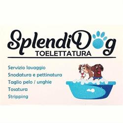 SplendiDog Toelettatura