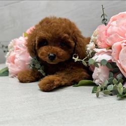 Carini & Coccolosi Allevamento di Barboncini Toy e Mini & Golden Retriever