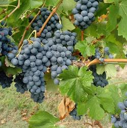 Azienda Agricola Guarnero