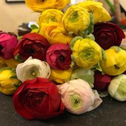 Fiori di Ferrua Paola