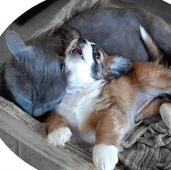 Petbestchoice