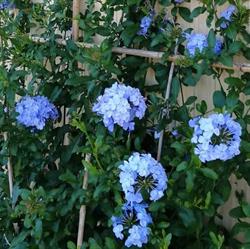 Azienda florovivaistica Carlini Plant SS