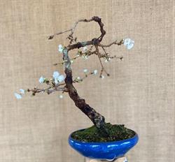 Bonsai Centro Botanico