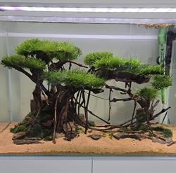 Acquarigiapponesizen