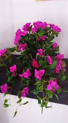 Le Bougainville