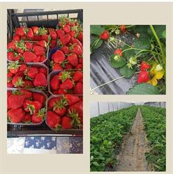 Azienda agricola Ferrari Cosetta
