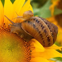 Escargot - La Bottega dei Sapori